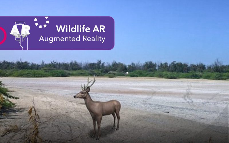 Wildlife AR – Augmented Reality